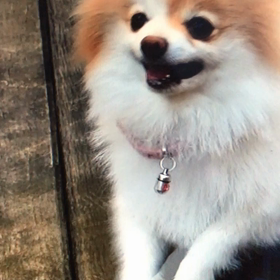 ジタバタの画像