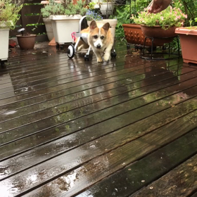 家も、うちも！の画像