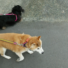 里親犬なみちゃんのお散歩のビデオの画像