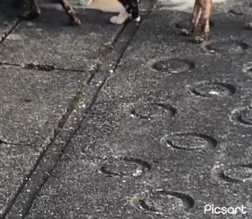 多頭飼い崩壊へのご支援の記事動画