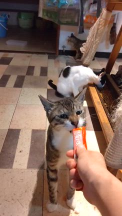 港のねこの記事動画