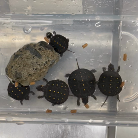 キボシイシガメ飼育記の画像