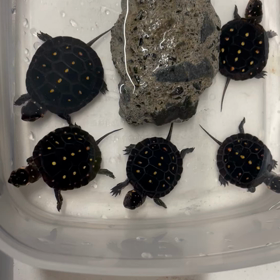 キボシイシガメ飼育記の画像