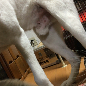 荒くれ者の画像