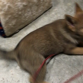 Day8:モップ犬動画の画像