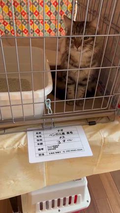 SBSマイホームセンター藤枝展示場　譲渡会の記事動画
