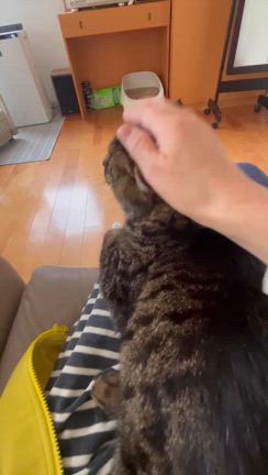 ３月２３日保護猫譲渡会　参加猫の記事動画