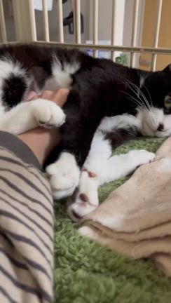 ハチワレのリンちゃんの記事動画