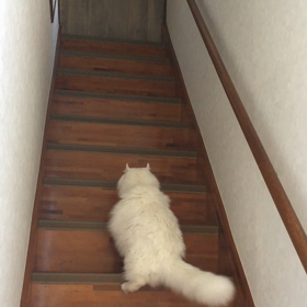 ねこ部屋への道のり(=^x^=)の画像
