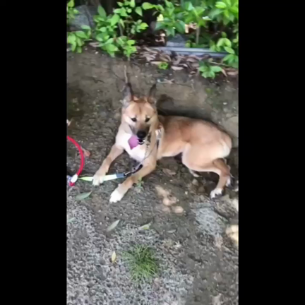 脱走犬を捜しています（求む！情報）←見つかりました！の記事動画