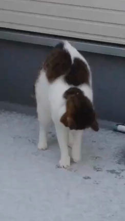 脱走猫を捜しています（求む！情報）←見つかりました！の記事動画