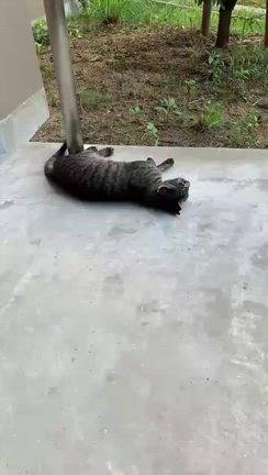 猫の里親さん大募集！の記事動画