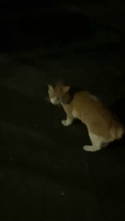 迷い猫の情報（飼い主さんを探しています！）←無事飼い主さんが現れました。の記事動画