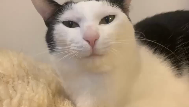 猫ちゃん【きぃちゃん】のご紹介（里親募集）の記事動画