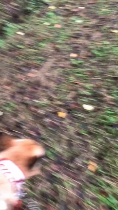 脱走犬を捜しています（求む！情報）←見つかりました！の記事動画