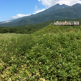 知床五湖のうぐいすの鳴き声です〜♪の画像