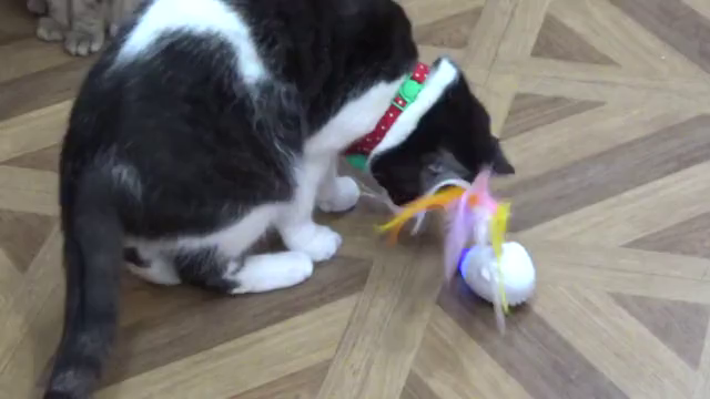 電動ねこじゃらしの記事動画