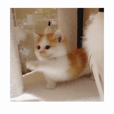 おもちゃで遊ぶマンチカンくんの記事動画