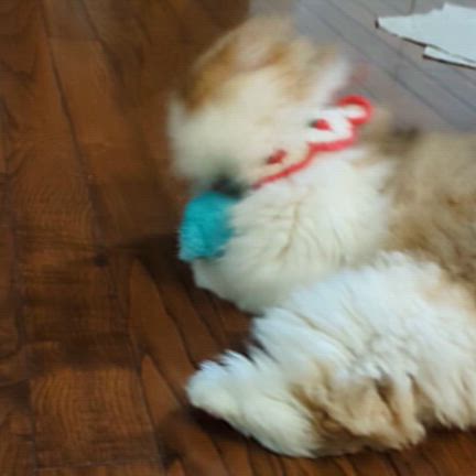 ふわふわのけりぐるみの記事動画