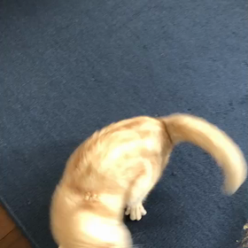 ネコの画像