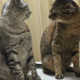 レジェンドさくちゃん対たいがの画像