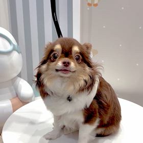 最近のちわわのエマさんの画像