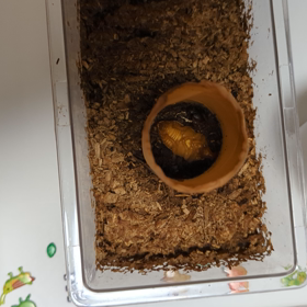 サナギになって6日目の画像
