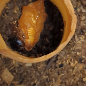 サナギになって1日目の画像