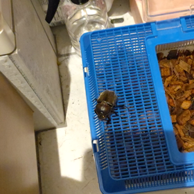 やっぱりカブトムシのひかりちゃん生きてたε-(´∀｀；)ホッの画像
