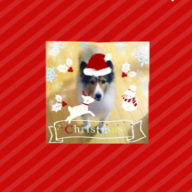 トーキング ペットでメリークリスマスの画像