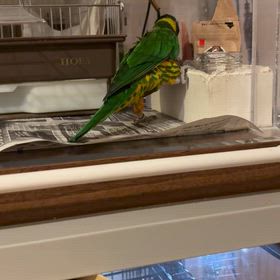 ぼくのご飯の画像