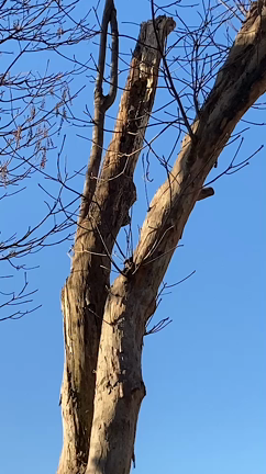ホンモノのキツツキ【動画あり】の記事動画