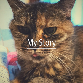 長女猫。ムムの祥月命日。の画像