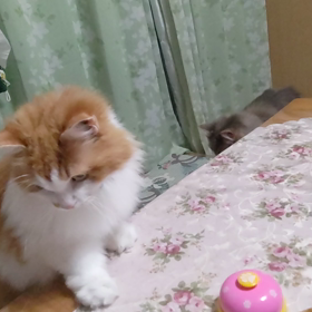 猫に鈴は与えてもベルは渡すな‼️の画像