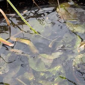 ブラックnekoのつぶやき〜メダカの睡蓮鉢にヤマアカガエルが産卵の画像