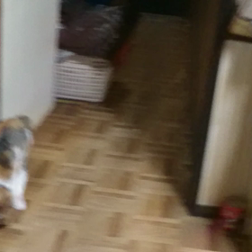 ゴミで遊ぶ猫の画像