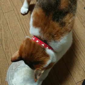 とうとう、習得されました。の画像