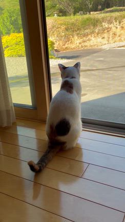わたしの朝活ルーティン診断の記事動画
