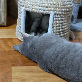 猫ちぐらの取り合い！の画像