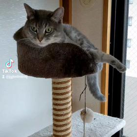 兄弟猫の画像