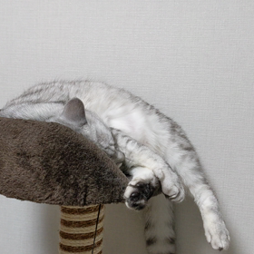 もっと広い所で寝たらいいのに。。。の画像