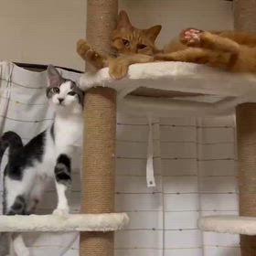 ロンくん！本譲渡決定の画像