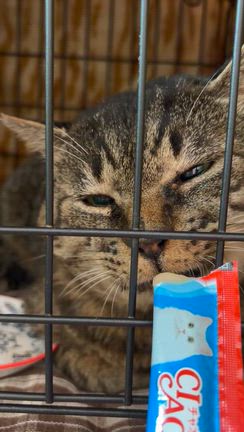 捨て猫ゴンちゃんの記事動画