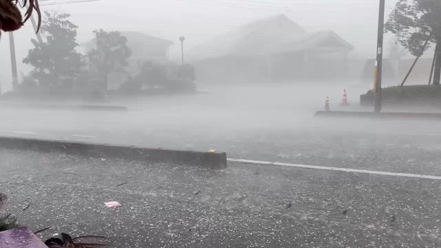 ヒョウが飯能地方を襲うの記事動画