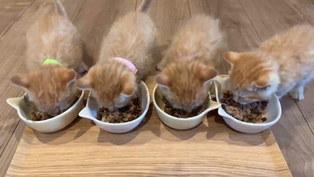 スクスク茶トラ4兄弟の記事動画