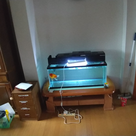 ~~~ 金魚もお引っ越し ~~~の画像