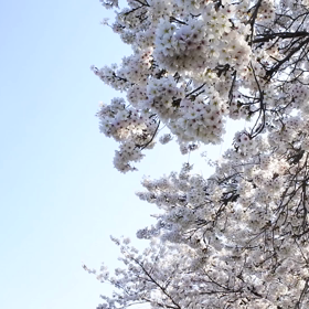 ［30代主婦暮らしのvlog#3］日本の桜/お菓子のドーナツ作り/ウッドデッキで串揚げの画像