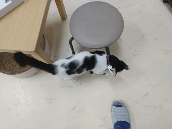 甘え度増し増しです。の記事動画