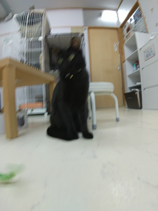 黒猫七夫くん。里親募集中‼️の記事動画