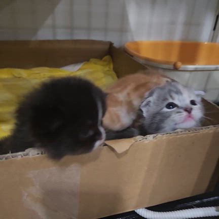 GWの営業について&子猫誕生☆彡の記事動画